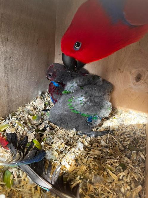 Jonge edelpapegaaien, Dieren en Toebehoren, Vogels | Parkieten en Papegaaien, Papegaai, Meerdere dieren, Geringd