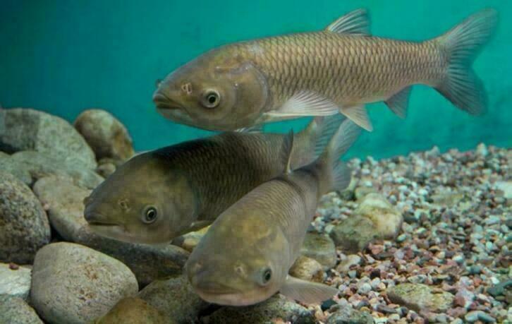 volop graskarpers  10/12cm en 28/30cm en 35/38 forse vissen!, Dieren en Toebehoren, Vissen | Vijvervissen, Karper of Koi