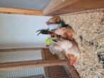 Chabo trio tarwe/ blauwtarwe 2025, Dieren en Toebehoren, Vogels | Overige Vogels, Meerdere dieren