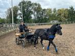 Menwagen pony, Dieren en Toebehoren, Ophalen, Zo goed als nieuw