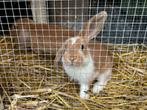 Baby konijntjes. Broer en zus. 15 euro, Dieren en Toebehoren, Konijnen, Meerdere dieren, Dwerg