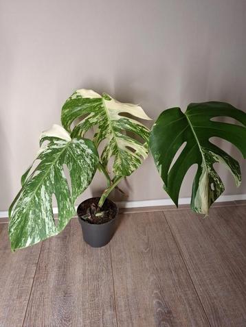 Monstera Albo Variegata  beschikbaar voor biedingen