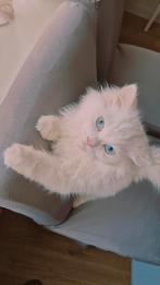 Ragdoll kitten male