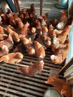 Prachtige bruine en witte leghorn.(leghennen), Vrouwelijk, Kip