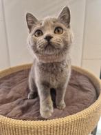 Brist korthaar kitten blue poesje met stamboom, Dieren en Toebehoren, Meerdere dieren, Gechipt, 0 tot 2 jaar