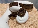 0.1 Piebald het Albino bewezen kweekvrouw ball python regius, Dieren en Toebehoren, Reptielen en Amfibieën, Slang, Tam, 3 tot 6 jaar