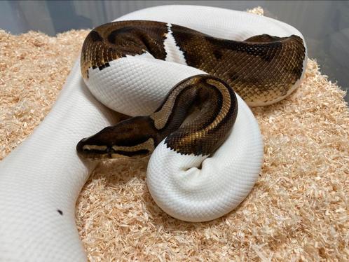 0.1 Piebald het Albino bewezen kweekvrouw ball python regius, Dieren en Toebehoren, Reptielen en Amfibieën, Slang, 3 tot 6 jaar