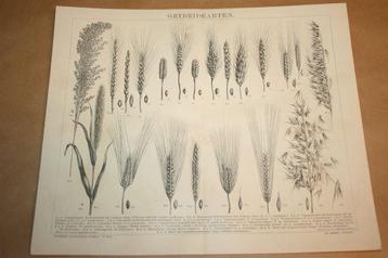 Antieke prent - Diverse soorten granen - Ca 1885 !! beschikbaar voor biedingen