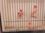 3 jonge harlekijn mannen, Dieren en Toebehoren, Vogels | Kanaries, Mannelijk, Kleurkanarie