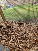 Chinese dwergkwartel kuikens, Dieren en Toebehoren, Pluimvee, Meerdere dieren, Overige soorten