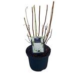 Hortensia Annabelle en Strong Annabelle Hydrangea arborecens, Ophalen, Vaste plant, Overige soorten, Halfschaduw