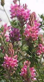 Zaden Onobrychis viciifolia 'Lordo', Ophalen of Verzenden, Zaad