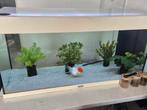 Jewel 180 aquarium met 1 mooie sluierstaart, Ophalen of Verzenden, Gebruikt, Gevuld zoetwateraquarium