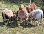 Gevraagd: weidegang voor schapen., Geslacht onbekend, Schaap