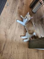 Gratis poes, Poes