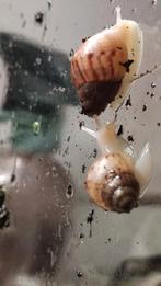 Afrikaanse reuzenslakken - Agaatslakken, September, Meerdere dieren