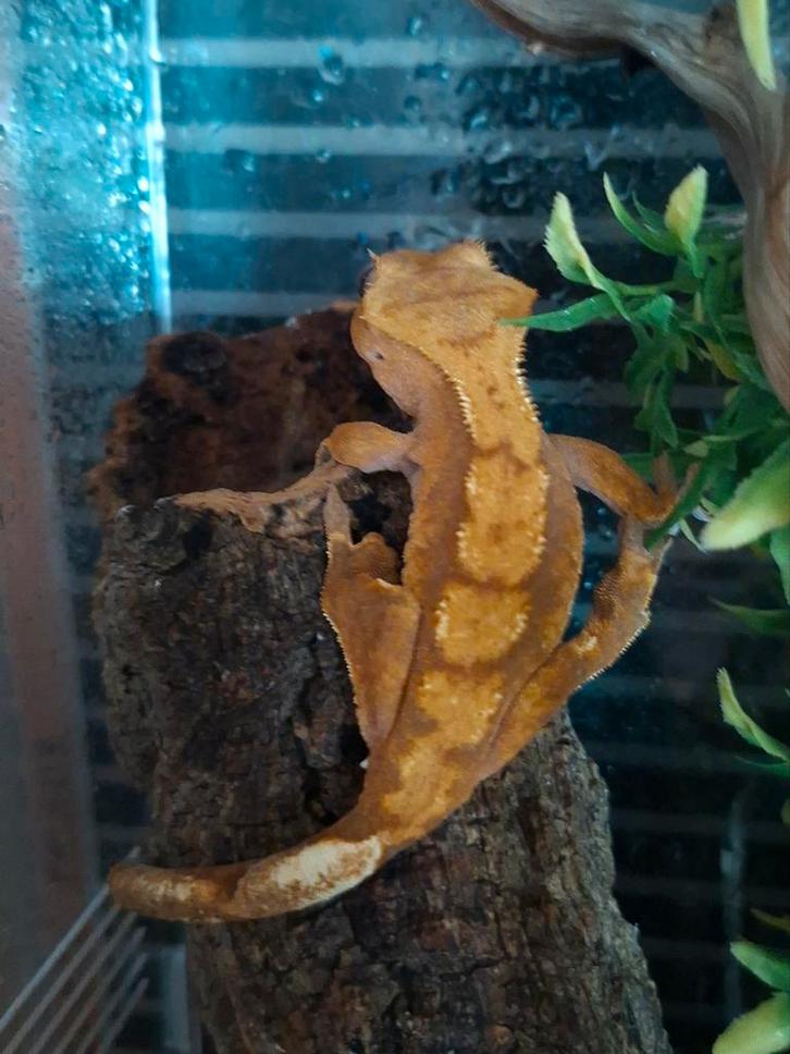 Wimper gekko's 1 man 2 vrouw Harlequin, Dieren en Toebehoren, Reptielen en Amfibieën, Hagedis, 0 tot 2 jaar