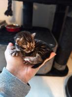 Maine Coon kittens, Dieren en Toebehoren, Katten en Kittens | Raskatten | Langhaar, Meerdere dieren, Gechipt, 0 tot 2 jaar