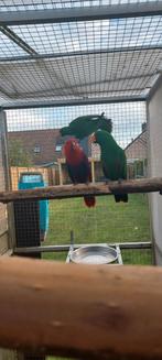 Edelpapagaai, Dieren en Toebehoren, Vogels | Parkieten en Papegaaien, Meerdere dieren, Papegaai, Geringd