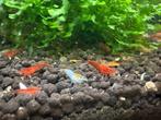 Aquarium garnalen neocaridinas op leidingwater, Dieren en Toebehoren, Kreeft, Krab of Garnaal, Zoetwatervis, Schoolvis
