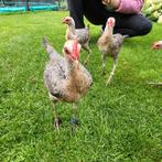 4 Modern Engelse vechtkrielen (hennen), Dieren en Toebehoren, Pluimvee, Vrouwelijk, Kip