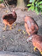 Rhode Islander jonge hanen, Dieren en Toebehoren, Pluimvee, Mannelijk, Kip