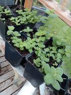 Biologisch keukenkruid, wollige munt, Ophalen, Minder dan 100 cm, Overige soorten, Zomer