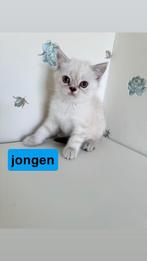 Kittens Britse kort/langhaar, Dieren en Toebehoren, Katten en Kittens | Raskatten | Langhaar, 0 tot 2 jaar