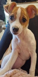 Lieve Chihuahua kruising pup, Dieren en Toebehoren, Honden | Chihuahua's en Gezelschapshonden, 15 weken tot 1 jaar, Teef, CDV (hondenziekte)