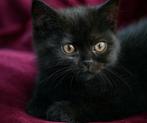 🐾 2 gezonde poesjes:  Britse Korthaar kittens! 13 weken 🐾, Dieren en Toebehoren, Katten en Kittens | Raskatten | Korthaar, Meerdere dieren
