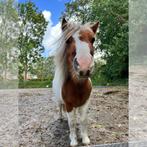 3,5 jarige shetlander ruin, Dieren en Toebehoren, Pony's, Ruin, A pony (tot 1.17m), 3 tot 6 jaar, Gechipt