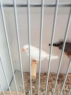 Koppel geel snavel zebravinken, Meerdere dieren, Tropenvogel