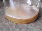 Kombucha scoby, Ophalen
