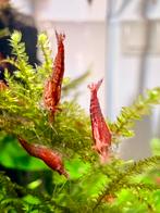 Vuurgarnalen Red Cherry shrimp, Dieren en Toebehoren, Vissen | Aquariumvissen, Kreeft, Krab of Garnaal