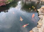 Koi karpers, Dieren en Toebehoren, Vissen | Vijvervissen, Karper of Koi