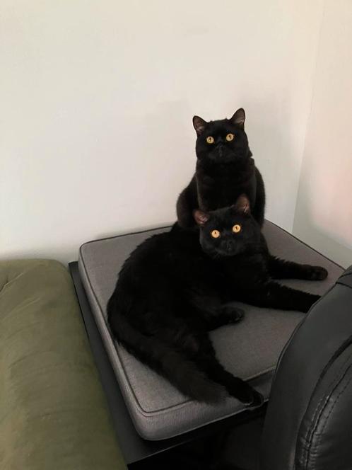 Liefdevol thuis gezocht voor 2 katers perz/brits, Dieren en Toebehoren, Katten en Kittens | Raskatten | Korthaar, Kater