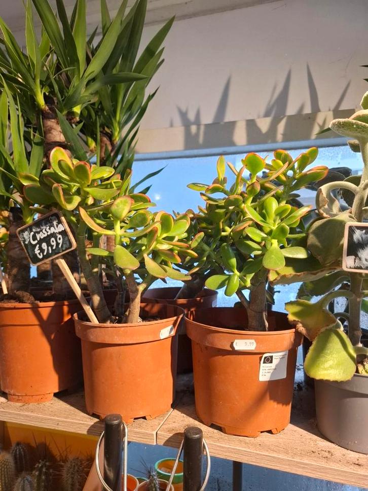 Crassula, Huis en Inrichting, Kamerplanten, Vetplant, Minder dan 100 cm, Groene kamerplant, Halfschaduw, In pot, Ophalen of Verzenden