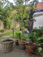 SISSI plantenpot voor aardbeien of kruiden, Tuin en Terras, Bloembakken en Plantenbakken, Ophalen, Tuin, Kunststof, Gebruikt