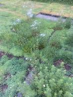 Sedum matten vergroen uw tuin of dak, Ophalen of Verzenden, Zomer, Overige soorten, Volle zon