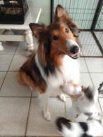 DEKREU SCHOTSE COLLIE (sable), Reu, CDV (hondenziekte), 1 tot 2 jaar, Eén hond