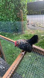 Serema haantjes, Dieren en Toebehoren, Mannelijk, Kip