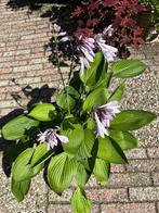 Hosta, Tuin en Terras, Overige soorten, Vaste plant, Ophalen of Verzenden, Halfschaduw