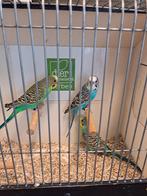 Diverse kleuren grasparkieten, Dieren en Toebehoren, Vogels | Parkieten en Papegaaien, Meerdere dieren, Parkiet