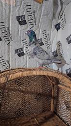 Duiven te koop, Dieren en Toebehoren