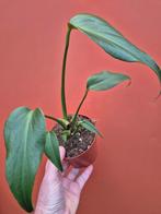 Monstera Burle Marx Flame p12