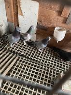 Duiven takla, Meerdere dieren, Postduif