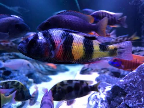 Haplochromis Obliquidens ( Victoria cichlide), Dieren en Toebehoren, Vissen | Aquariumvissen, Vis