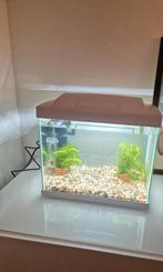 Aquarium 16L SuperFish, Dieren en Toebehoren, Vissen | Aquaria en Toebehoren, Ophalen, Zo goed als nieuw, Leeg aquarium