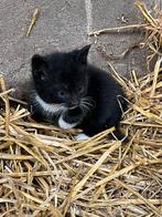 Jonge poesjes, Dieren en Toebehoren, Katten en Kittens | Overige Katten, Poes
