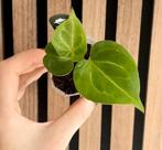 Anthurium HU King of Spades by Kartel Daun 3, Ophalen of Verzenden, Halfschaduw, Minder dan 100 cm